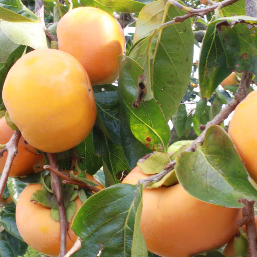 ＜みらいパーク竜王＞「富有柿」3kg