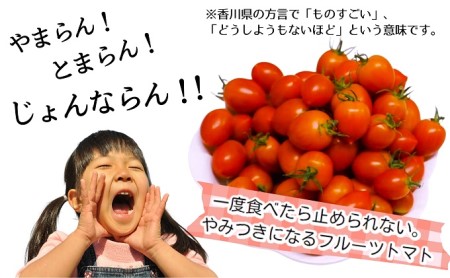 モリヒロ園芸が育てたじょんならんトマト（ギフトボックス入り） 野菜 ミニトマト サラダ 糖度高め 甘味 酸味 リコピン 