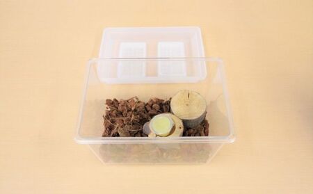 【配送期間は2026年6月下旬～8月上旬に随時配送】カブトムシ（成虫）オスメス１ペア飼育セット付 生き物 かぶとむし 昆虫 