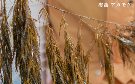 おさしみぎばさ（和名アカモク）100g×10個　【04203-0502】