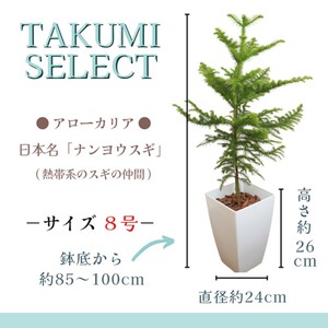 【D0-008】緑の匠が選んだ観葉植物 素敵な空間づくりに アローカリア 8号