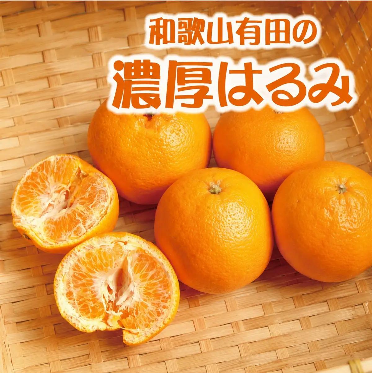 和歌山 有田の濃厚 はるみ 10kg (S又はMサイズ) / みかん 蜜柑 フルーツ 果物 ※2027年1月下旬～2月中旬順次発送予定  【ard013-noko-r-10B】
