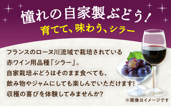 ワイン用ブドウ苗(シラー シラーズ)6号鉢入り 2～3年生 大苗 樹高50cm前後 苗 苗木 果樹  / ぶどう ぶどう苗木 葡萄 ぶどうの木 庭木 植木 熊本県 菊陽町 【Herb＆Rose】 [B