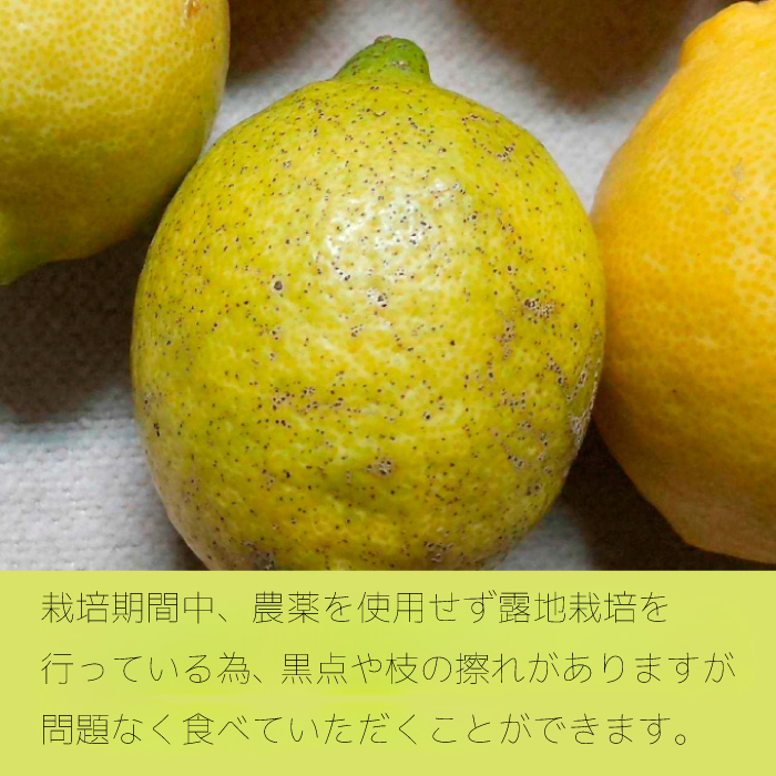 レモン【先行受付】【2025年12月以降発送】【栽培期間中 農薬・除草剤不使用】離島 佐木島！訳ありレモン 約2.5kg   広島 三原 佐木島 鷺島みかんじま 017063