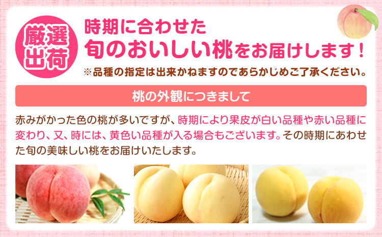 和歌山の厳選白桃【白鳳・清水白桃・川中島白桃 等】化粧箱入り 約2kg 池田鹿蔵農園《7月上旬-8月中旬頃出荷》和歌山県 日高町 厳選 白桃 和歌山県産 白鳳 清水白桃 川中島白桃 桃 もも 果物 フ