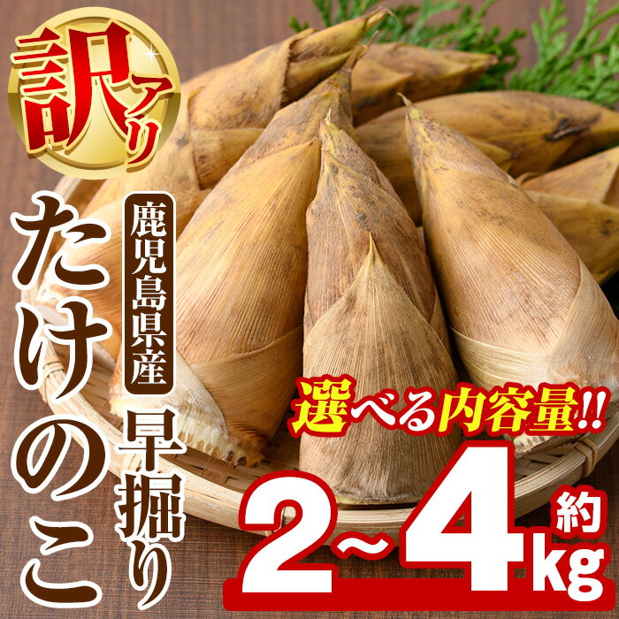 【ふるさと納税】＜内容量が選べる＞訳あり！鹿児島県産 早掘りたけのこ(約2kg〜4kg) 国産 野菜 たけのこ タケノコ 筍 旬 煮物 水煮 天ぷら つくだ煮【松永青果】