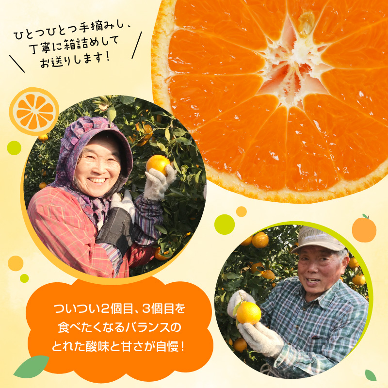 青島みかん 5kg N0132-YA4436