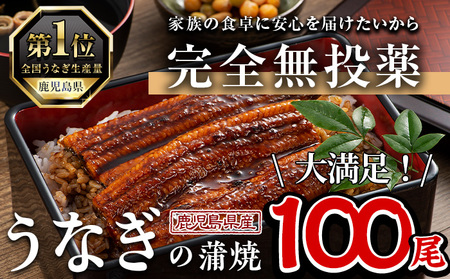 鹿児島県産 うなぎ 蒲焼 (1尾あたり136g～155g×100尾、タレ・山椒付き) 【西日本養鰻】P5