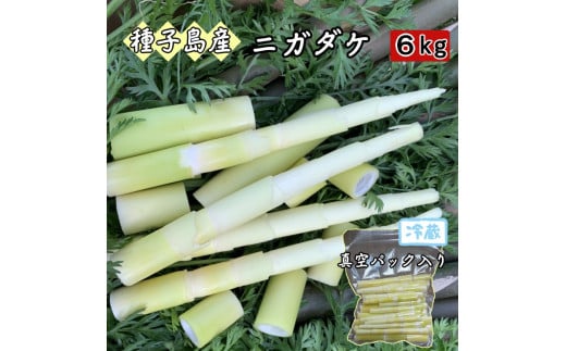 種子島 こむぎ屋工房 希少 な 種子島産 苦竹 （ ニガダケ ） 真空パック ６キロ　NFN612【1250pt】 // タケノコ たけのこ 真空包装 アク抜き不要 天ぷら 煮物 お味噌汁 和え物
