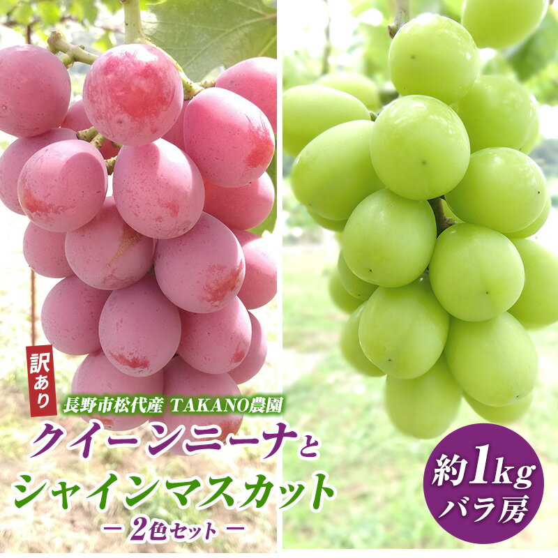【ふるさと納税】先行予約 長野市松代産 TAKANO農園 訳ありクイーンニーナとシャインマスカット2色セット 約1kg（バラ房）2025年発送 果物 フルーツ 食後 デザート 種無し ぶどう詰め合わせ ぶどう 食べ比べ 　お届け：2025年9月下旬～10月下旬