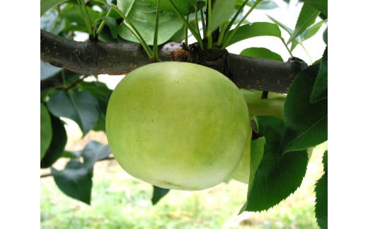 鳥取県産梨「二十世紀梨」5kg　先行受付