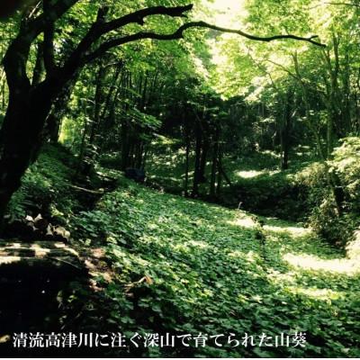 ふるさと納税 吉賀町 山葵の刺身 |  | 02