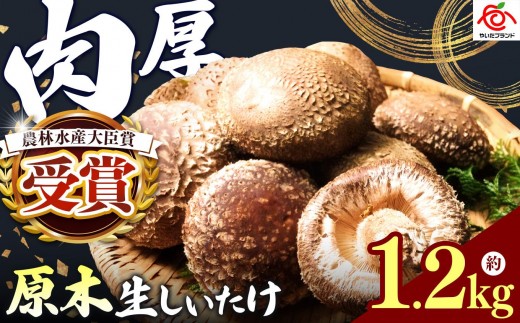 
            [厳選] 肉厚・原木生しいたけ 1.2kg｜しいたけ 椎茸 生しいたけ シイタケ きのこ 産地直送 矢板市産 栃木県産 国産
          