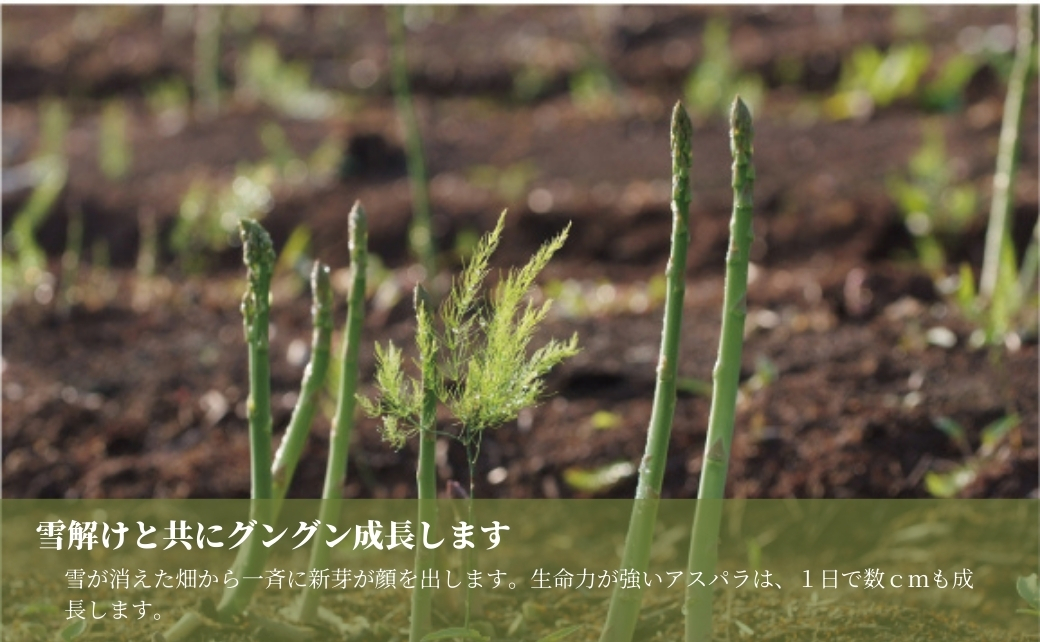 【令和8年産先行予約】新鮮 朝取り アスパラガス 津南産 1.3kg ( M ・ L サイズ ) ※サイズおまかせ |新潟県 津南町 旭商事株式会社 127531-017