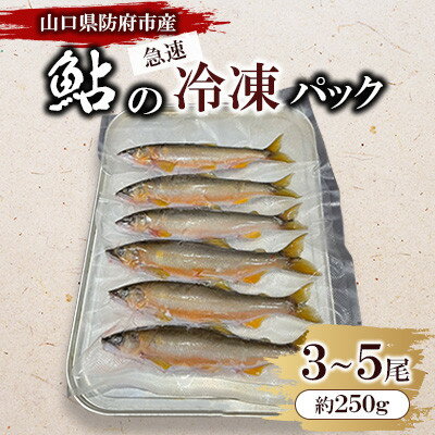 【ふるさと納税】山口県防府市佐波川で獲れる天然鮎　約250g【配送不可地域：離島】【1564366】