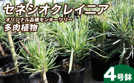 観葉植物 4号鉢 セネシオクレイニア（モンキーツリー）｜ 観葉植物 観葉植物 観葉植物 観葉植物 観葉植物