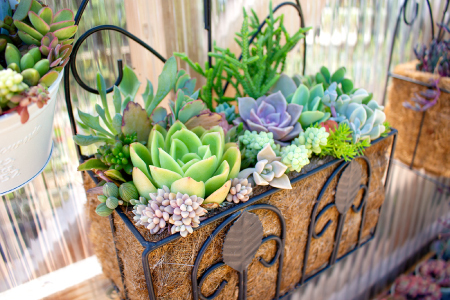 季節の多肉植物寄せ植え体験【現地体験型 ワークショップ 寄せ植え体験 手植え 四季の植物 多肉植物 植物 グリーン おすすめ よせうえ 観葉植物 癒し かわいい 自然 島根県 大田市】