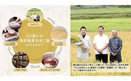 【常温】3日寝かせ発芽酵素 玄米ごはん 7食 セット （125g×7食） 玄米 ごはん