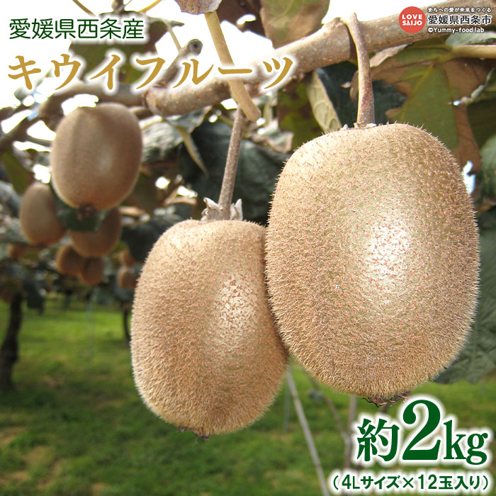 【ふるさと納税】予約受付＜愛媛県西条産 キウイフルーツ 約2kg（4Lサイズ×12玉入り）＞※2026年4月中旬迄に順次出荷します。 フルーツ 果物 くだもの キウイ キュウイ 産地直送 JA周桑 農業協同組合 愛媛県 西条市【常温】