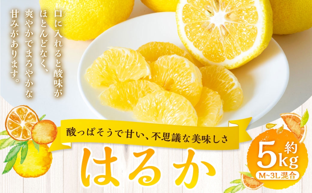 
                  【 酸っぱそうで甘い、不思議な美味しさ 】 はるか 約5kg みかん ミカン 柑橘 柑橘類 柑橘系 くだもの 果物 フルーツ 果実 果汁 果肉 国産 愛媛県産 【 2027年2月上旬～3月下旬発送予定 】 ( 1056 )
                