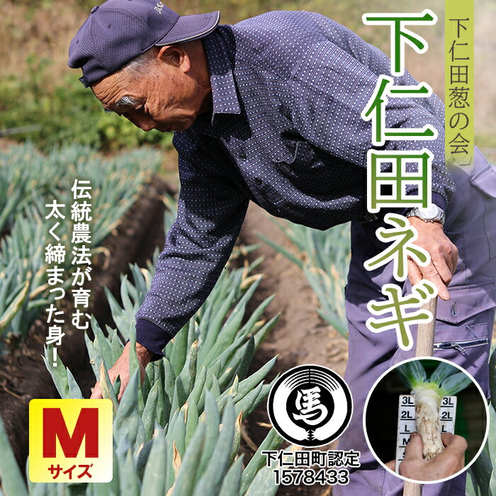 【ふるさと納税】下仁田葱の会の下仁田葱（Mサイズ） とろける 甘い ねぎ ネギ 王様ねぎ 殿様ねぎ 特産 栄養たっぷり ブランド 上州ねぎ すきやき F21K-587