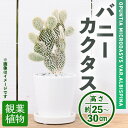 【ふるさと納税】＜観葉植物＞バニーカクタス(3.5号) (陶器鉢・受け皿付) 観葉植物 植物 インテリア 開店祝い 移転祝い おしゃれ 室内 ギフト プレゼント オフィス 陶器鉢 受け皿 玄関 小型 個性 【m24-05】【アイエヌエー】