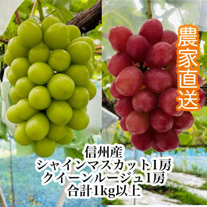 【ふるさと納税】【2026年9月より順次発送】信州産クイーンルージュR 1房＆シャインマスカット1房（合計1kg以上）特選＆大粒＆大房 果物 ぶどう フルーツ 種なし 皮ごと 食べ応え ぶどうの食べ比べ 秋の味覚　お届け：2026年9月下旬～10月中旬