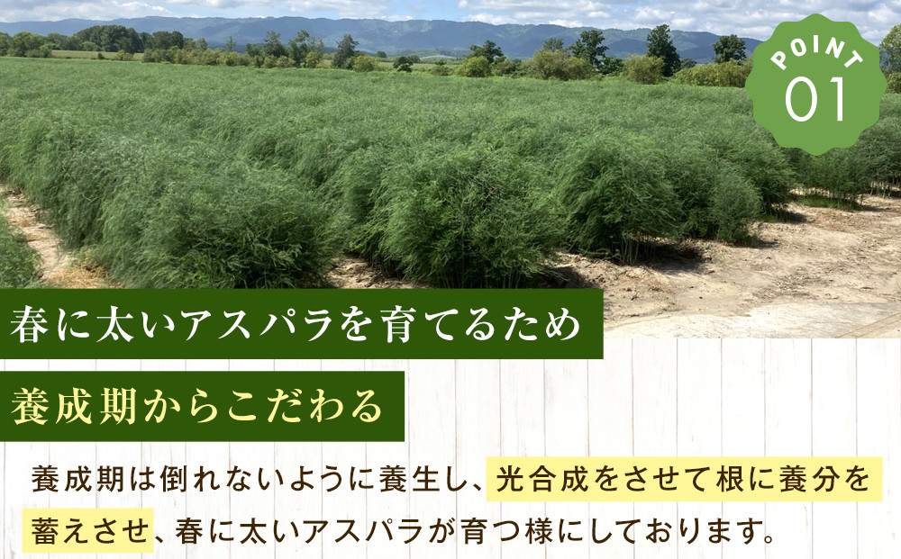 【先行予約】朝採りアスパラ Lサイズ 2kg（500g×4）鮮度保持パック入り 旭川近郊産 露地物(2024年5月中旬発送開始予定)_01591
