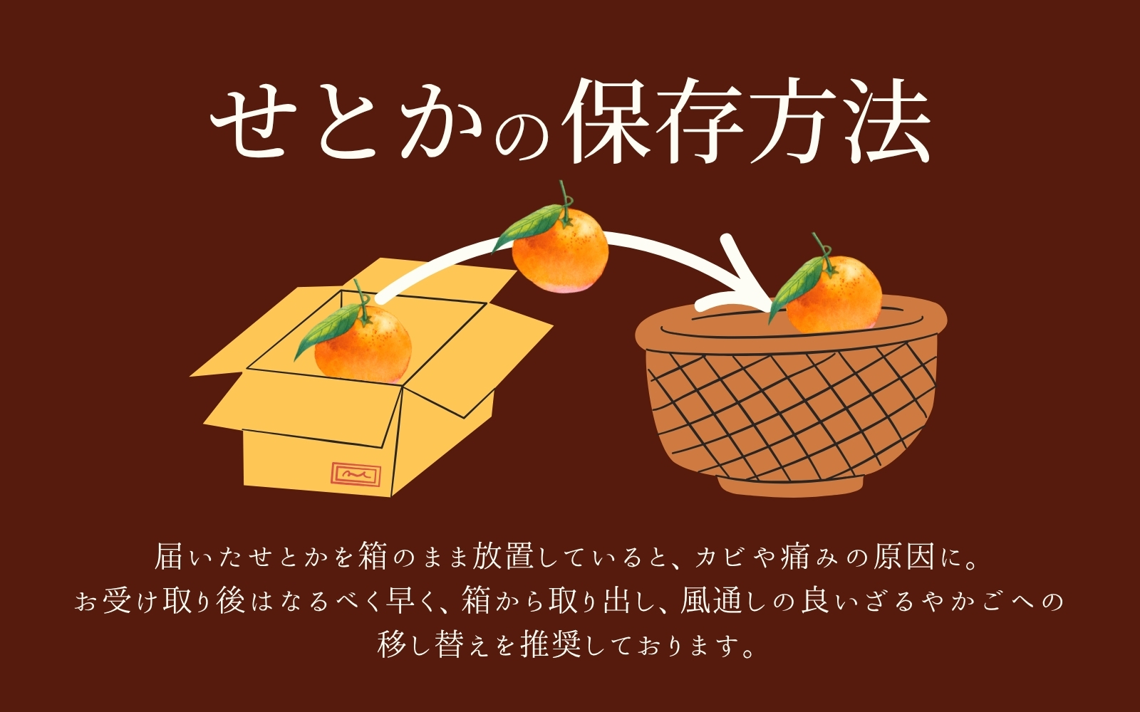 【柑橘の大トロ】せとか とろける食感 ジューシー柑橘 約2.5kg みかん 蜜柑 柑橘 オレンジ 果物 フルーツ 国産  ※2027年1月下旬頃～2027年2月上旬頃に順次発送予定【uot789A】
