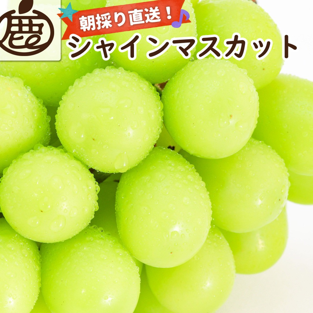 シャインマスカット 約1.2kg【朝採り】【フルーツ・果物】【そのまま食べられる】CZ178