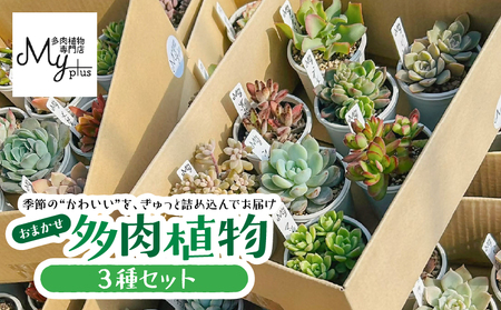 おまかせ 多肉植物 アソート 【 3種 】 KN169-002-01 植物 インテリア MYplus ふるさと納税 鹿児島 鹿屋市 おすすめ ランキング プレゼント ギフト