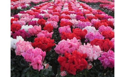 シクラメン5号鉢（15cm）2鉢セット ますだ農園 【お届け：11月～12月】 F4N-1408