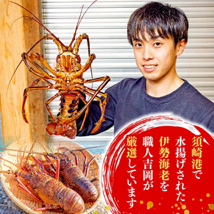 【訳あり】 職人吉岡 の 冷凍 伊勢海老 約 700g 以上 ( サイズ混合 えび エビ いせえび 高級 鮮魚 イセエビ 海鮮 魚介 刺身 焼き物 汁物 ギフト 贈答 贈り物 祝い 歳暮 中元 高知 