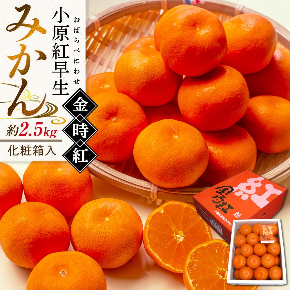 【ふるさと納税】【11月下旬頃～発送】小原紅早生みかん 金時紅 約2.5kg 化粧箱入 | みかん 小原紅早生 金時紅 くだもの 果物 フルーツ 柑橘 スイーツ 特産品 デザート 旬 期間限定