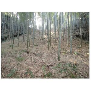 朝日町の里山から届く　朝掘りたけのこ　3kg【配送不可地域：離島】【1694765】