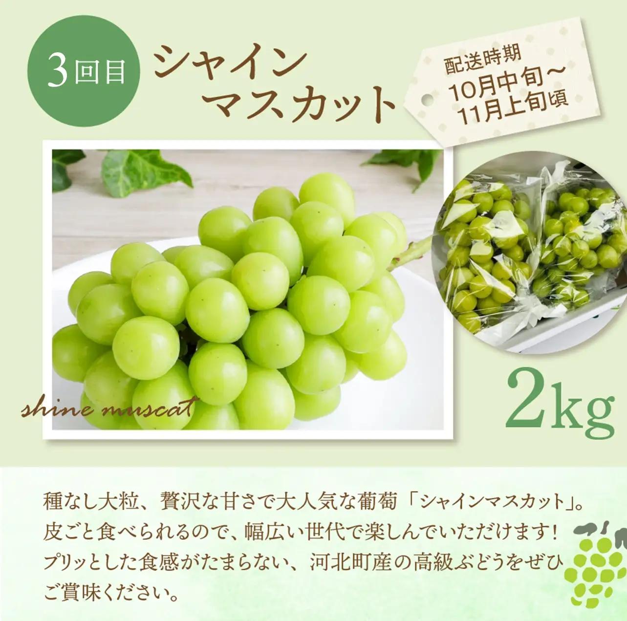 定期便 4回 メロン入り 旬のフルーツ 定期便 令和8年産 フルーツ