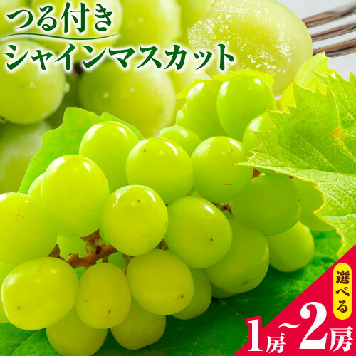 【ふるさと納税】【先行予約】 岡山県産 選べる！ つる付き シャインマスカット 1房 (680g以上) 2房 (580g以上) 【配送不可地域あり】 《出荷時期をお選びください》 岡山県 矢掛町 マスカット ぶどう 葡萄 果物