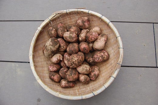 落合いも2kgはこちらの量になります。小ぶりなジャガイモです。