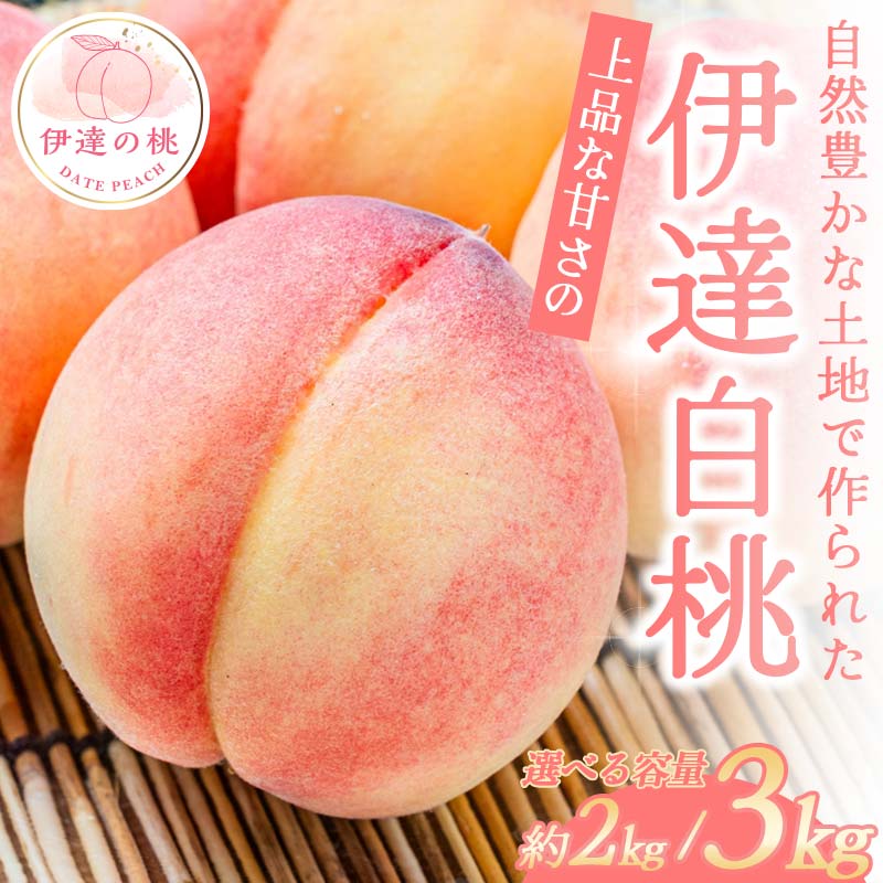 【ふるさと納税】＼選べる容量／【2026年出荷分先行予約】福島県産 伊達白桃 約2kg 約3kg 玉数はおまかせ はこざきフルーツ 伊達の桃 桃 フルーツ 果物 もも モモ momo F21C-427var