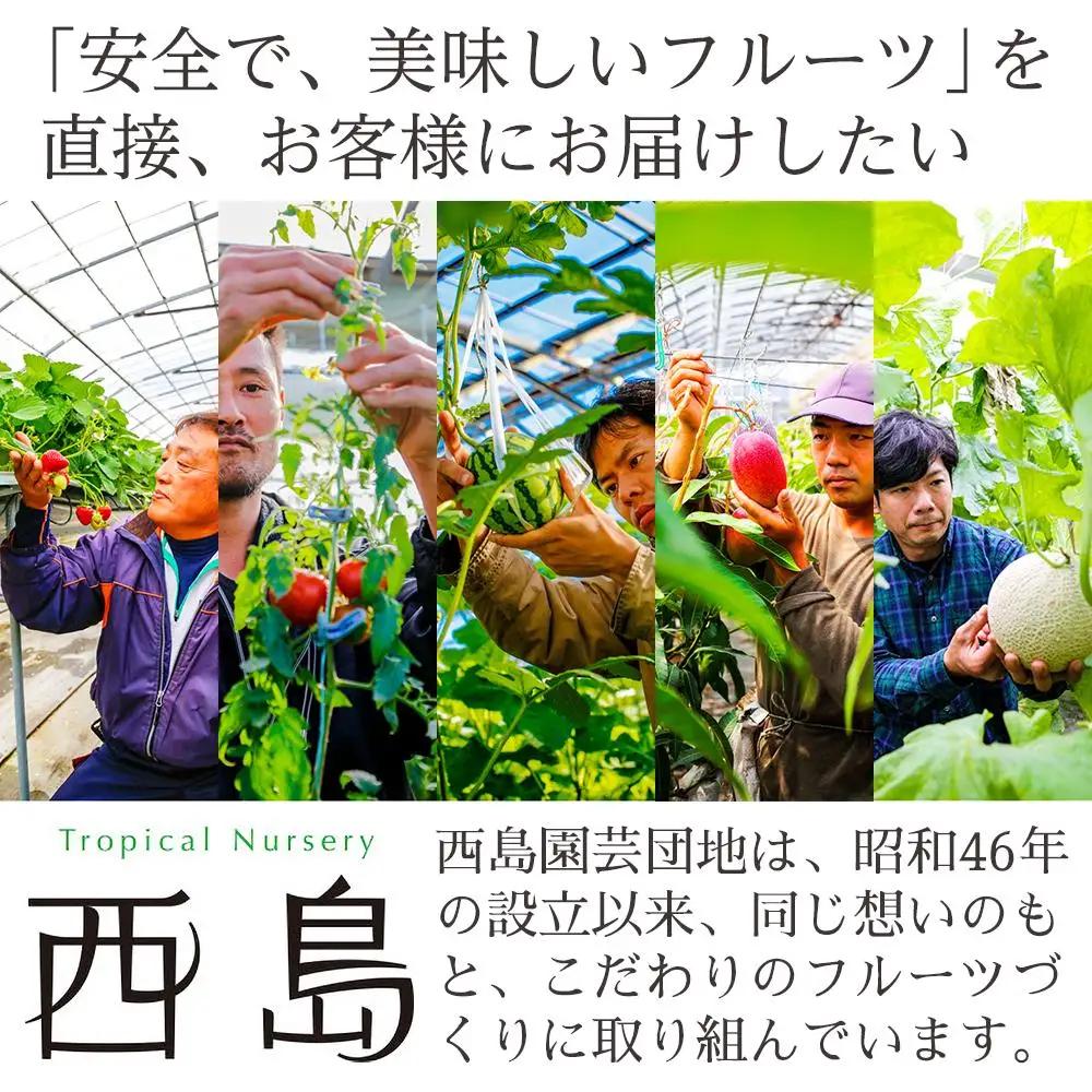 【年3回 定期便】季節のフルーツセット マンゴー メロン  スイカ マンゴー