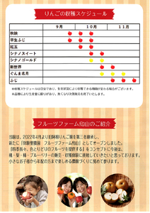 10-36 りんご収穫体験 ｜ りんご リンゴ りんご狩り 体験 収穫体験 チケット フルーツ 果物 くだもの　※2024年8月下旬～11月下旬頃に順次発送予定