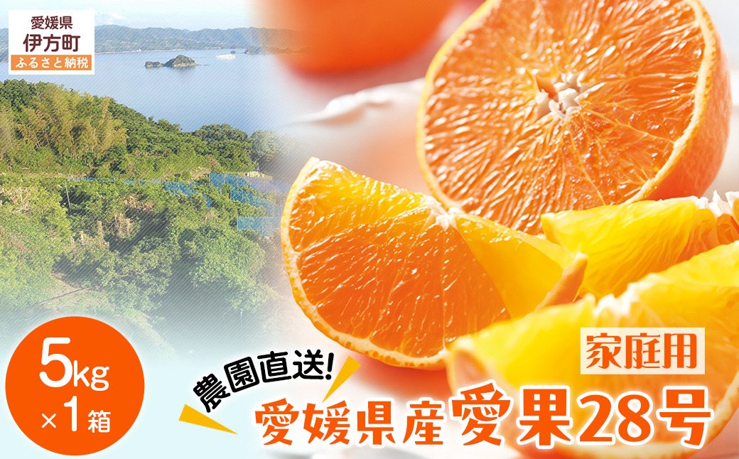 【先行予約】【数量限定】＼農園直送／愛媛県産 愛果28号（家庭用） 5kg×1箱（サイズ混合）（2025年12月中旬より順次発送） IKTV005