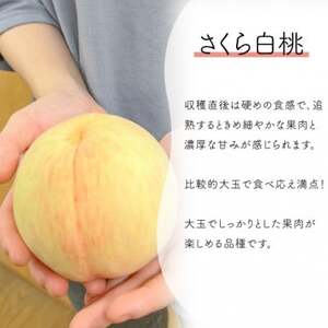 【きよとうファーム】しっかりとした果肉が美味しい「さくら白桃」上級品 4-6玉入(岡山県産)【配送不可地域：離島】【1571605】