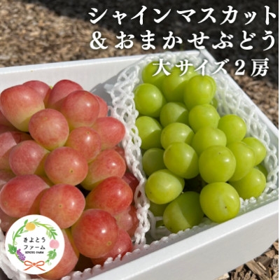 
                  シャインマスカット&生産者いちおし葡萄 大サイズ 2房入/計1.3kg～ (岡山県産)_シャインマスカット 食べ比べ ブドウ ぶどう 葡萄 大房 1.3kg 果物 フルーツ 産地直送 岡山県 津山市 贈答 ギフト【1553232】
                