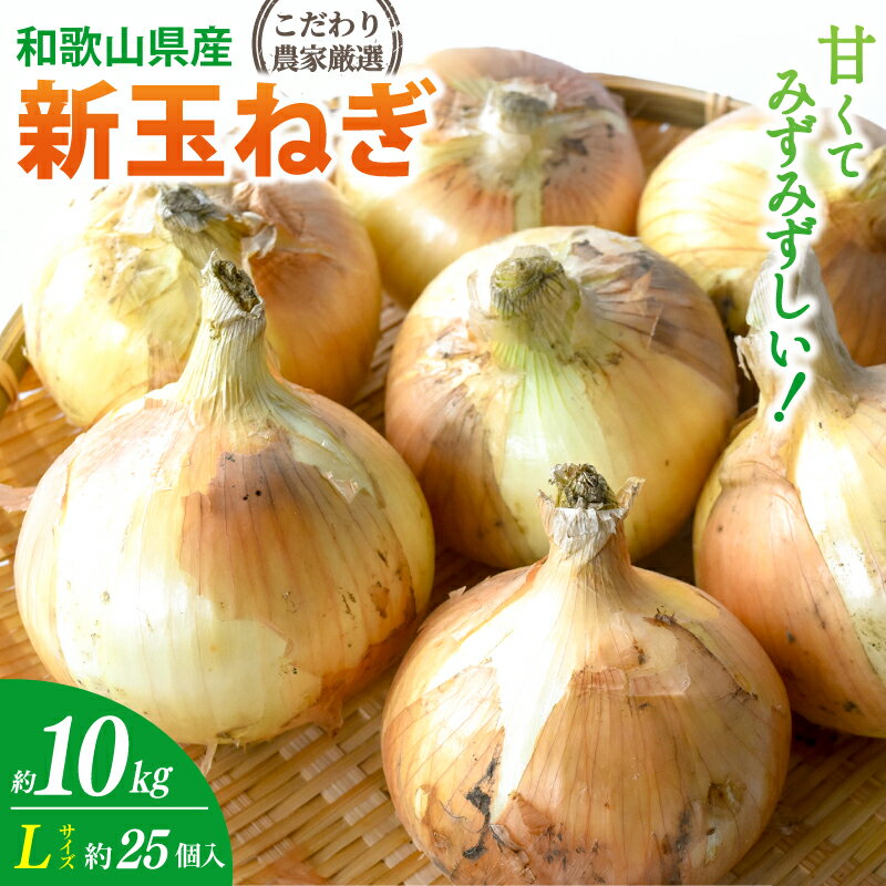 【ふるさと納税】【先行予約】 和歌山県産 新玉ねぎ約10kg　Lサイズ 約25個入り こだわり農家厳選！【2026年4月末頃～6月中旬に発送予定】人気 おすすめ 玉ねぎ スープ サラダ 国産 野菜 新鮮 ビッグサイズ 大きい BBQ