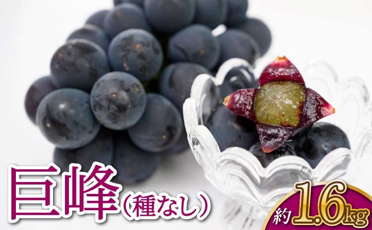 
                  【先行予約】【2026年7月上旬〜8月上旬頃順次発送予定】宇城市産 巨峰 種なし 約1.6kg（約400g×4房）宇城彩館 ぶどう
                