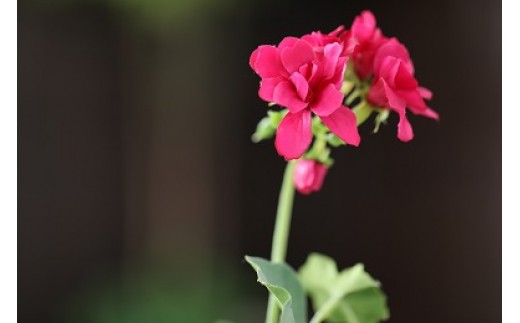 ゼラニュウム　(空気をきれいにするアートフラワー)【赤】インテリア 空気清浄 浄化 除菌 消臭 花 フラワー インテリア オブジェ ギフト プレゼント 贈り物 記念日 あとりえヒロ 岩手県 北上市 B0426