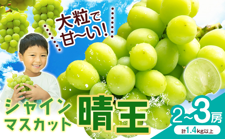 シャインマスカット【晴王】 岡山県産 2-3房(計1.4kg以上)【先行予約】 株式会社Myself《2025年9月上旬-11月上旬頃出荷》マスカット 送料無料 岡山県 浅口市 ぶどう フルーツ 果物