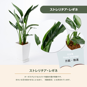 【観葉植物】ストレリチア・レギネ 極楽鳥花 60cm～80cm Green Base IB003-001 観葉植物 ※北海道・沖縄・離島配送不可