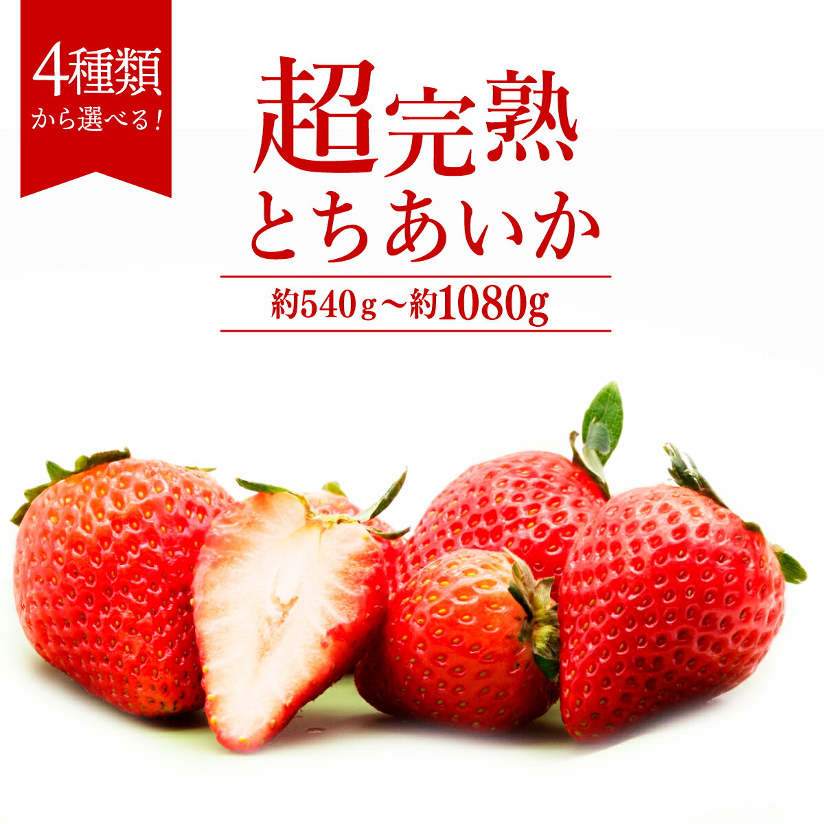 【ふるさと納税】＜2026年先行予約＞いちご 「茂木完熟いちご」篠崎さんが育てた とちあいか 540g 1,080g 選べる発送月＆内容量 | いちご イチゴ 苺 とちあいか 完熟 果物 フルーツ くだもの 旬 産地直送 栃木県産 篠崎いちご園 栃木県 茂木町